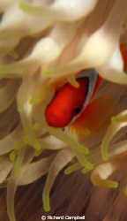 dont touch  sealife dc1000 by Richard Campbell 
